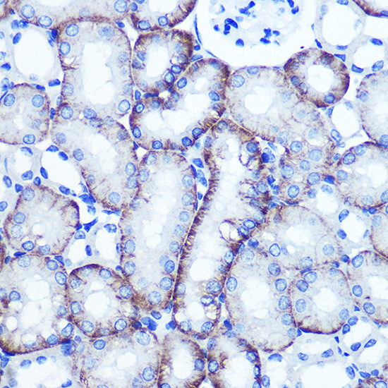 a07636 extl3 primary antiboties ihc testing 3
