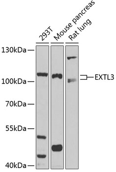 a07636 extl3 primary antiboties wb testing 1