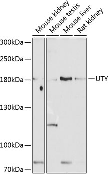 a07639 uty primary antiboties wb testing 1