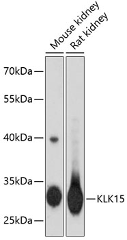 Western blot analysis of extracts of various cell lines, using KLK15 antibody  at 1:3000 dilution