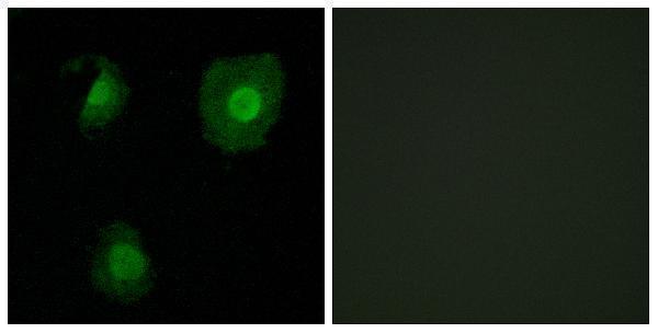 a07649 1 eid1 primary antibodies if testing 1