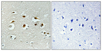 a07649 1 eid1 primary antibodies ihc testing 4
