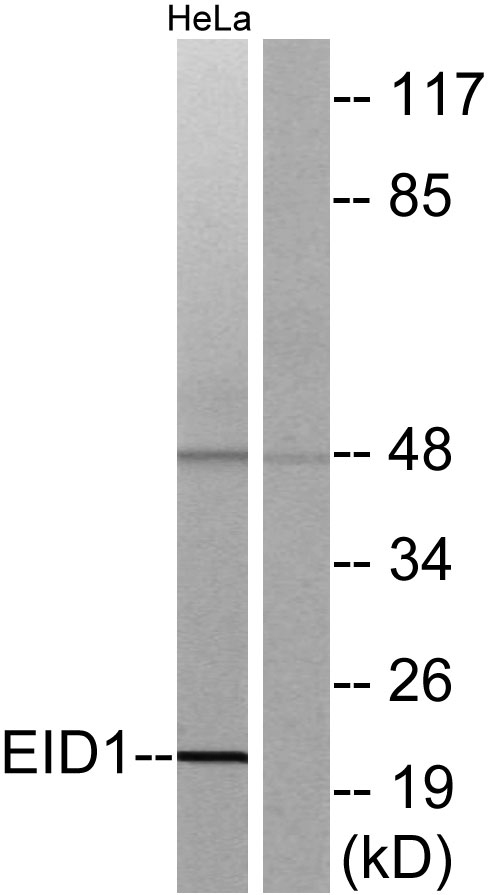 a07649 1 eid1 primary antibodies wb testing 2