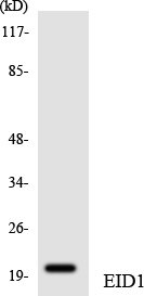a07649 1 eid1 primary antibodies wb testing 3