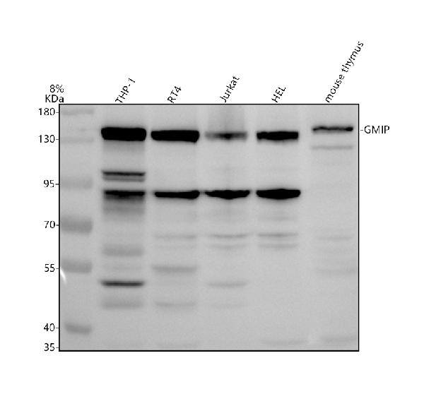 a07655 1 gmip primary antibodies wb testing 1