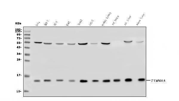 a07659 1 timm8a primary antibodies wb testing 1