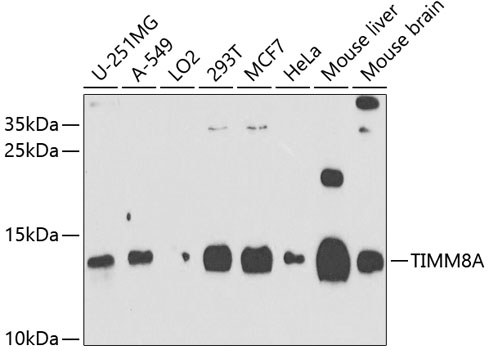 a07659 timm8a primary antiboties wb testing 1