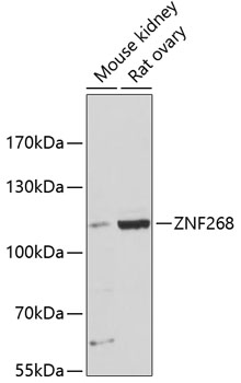a07660 znf268 primary antiboties wb testing 1