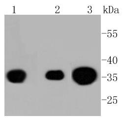 a07661y307 ppp2cb primary antiboties wb testing 1