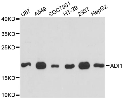 Western blot analysis of extracts of various cell lines, using ADI1 antibody at 1:3000 dilution