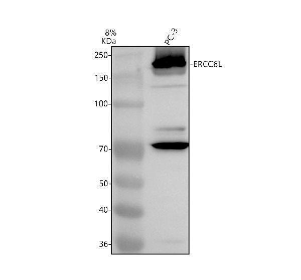 a07663 1 ercc6l primary antibodies wb testing 1