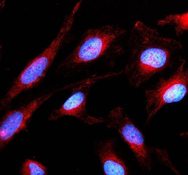 a07665 1 capza1 primary antibodies if testing 1