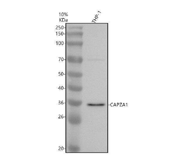 Western blot analysis of CAPZA1 using anti-CAPZA1 antibody (A07665-1)