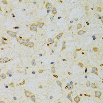 Immunohistochemistry of paraffin-embedded rat brain using SRP19 antibody  at dilution of 1:100 