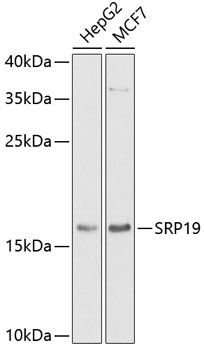 Western blot analysis of extracts of various cell lines, using SRP19 antibody  at 1:1000 dilution