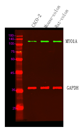a07667 myo1a primary antibodies wb testing 1