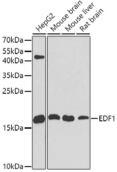 Western blot analysis of extracts of various cell lines, using EDF1 antibody  at 1:1000 dilution