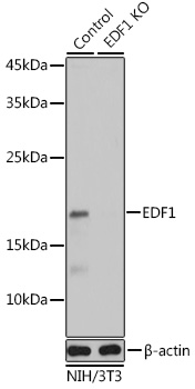 a07668 edf1 primary antiboties wb testing 2