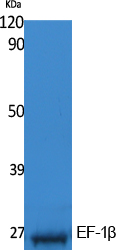 Western Blot analysis of extracts from K562 cells, using EF-1β Polyclonal Antibody