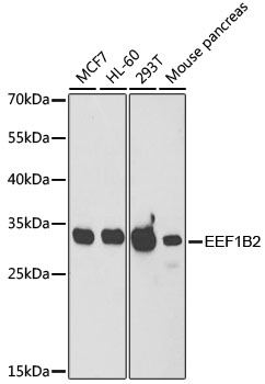 Western blot analysis of extracts of various cell lines, using EEF1B2 antibody  at 1:1000 dilution