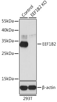 a07669 2 eef1b2 primary antiboties wb testing 2