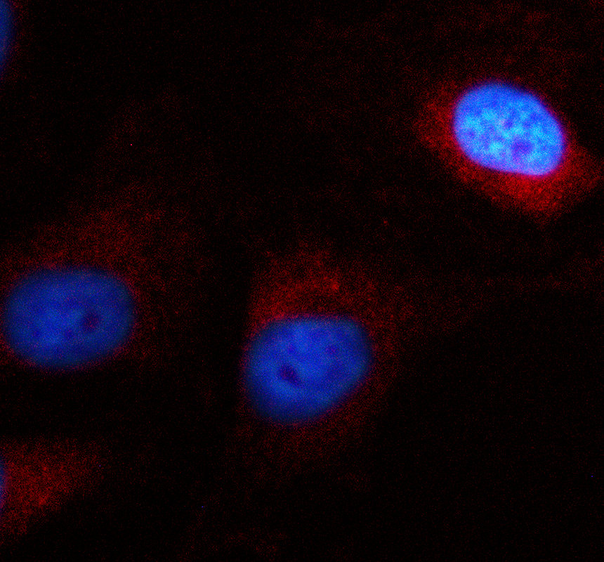 a07669 3 eef1b2 primary antibodies if testing 1