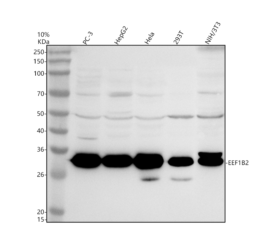 Western blot analysis of EEF1B2 using anti-EEF1B2 antibody (A07669-3)