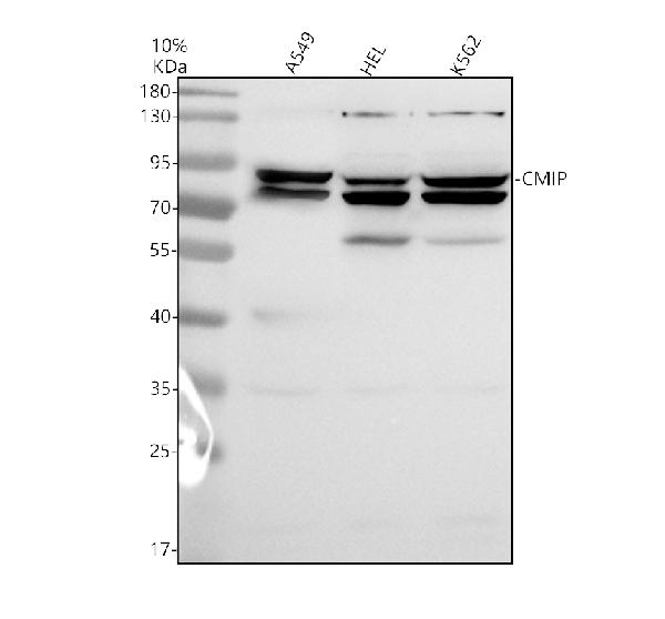 a07670 cmip primary antibodies wb testing 1