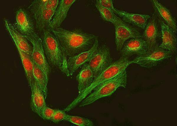a07674 2 rfx3 primary antibodies if testing 4