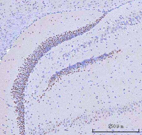  IHC analysis of RFX3 using anti-RFX3 antibody (A07674-2)