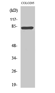 Western Blot analysis of various cells using RFX3 Polyclonal Antibody cells nucleus extracted by Minute TM Cytoplasmic and Nuclear Fractionation kit 