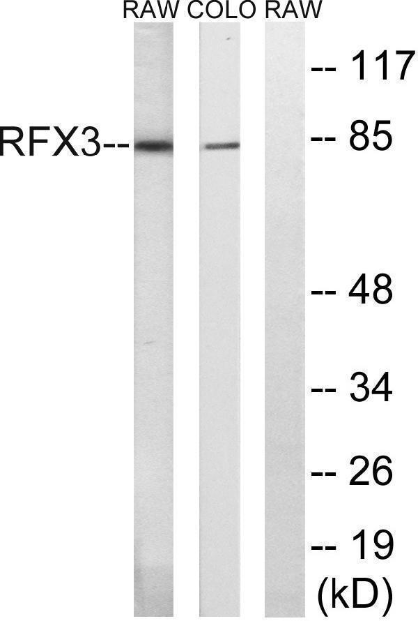 Western blot analysis of lysates from COLO and RAW264