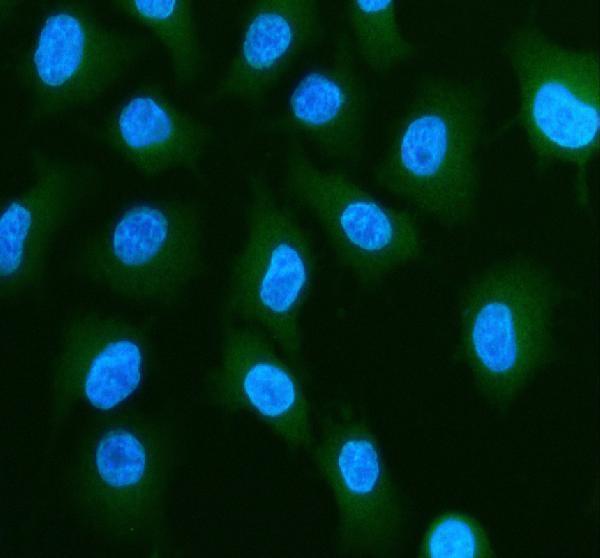 a07675 1 pls1 primary antibodies if testing 5