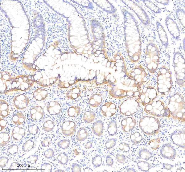 a07675 1 pls1 primary antibodies ihc testing 2