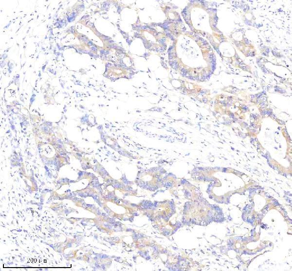 a07675 1 pls1 primary antibodies ihc testing 3