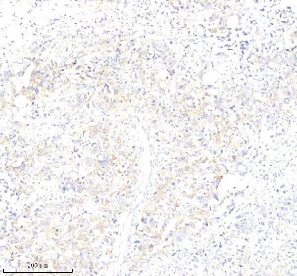 a07675 1 pls1 primary antibodies ihc testing 4