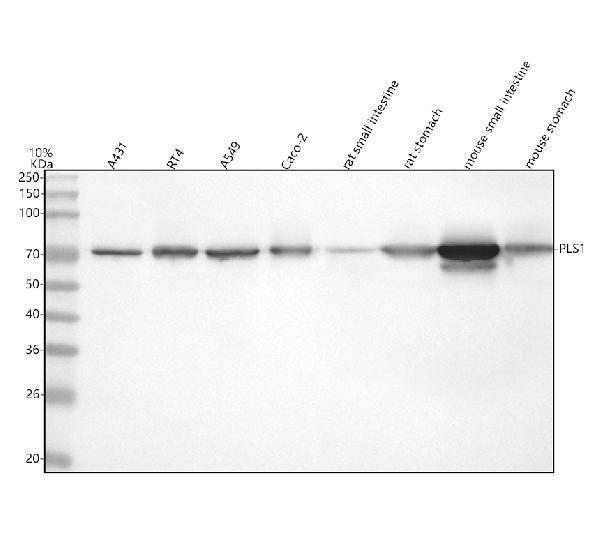 a07675 1 pls1 primary antibodies wb testing 1