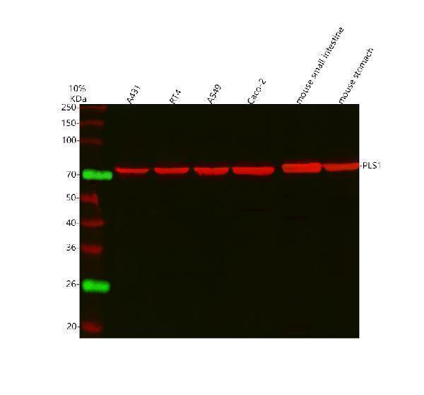 a07675 1 pls1 primary antibodies wb testing 7