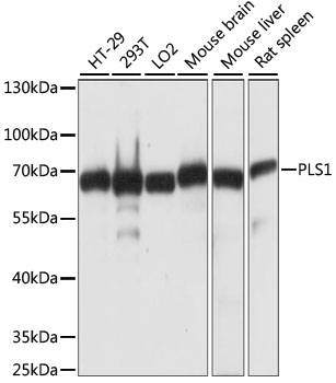 a07675 pls1 primary antiboties wb testing 1