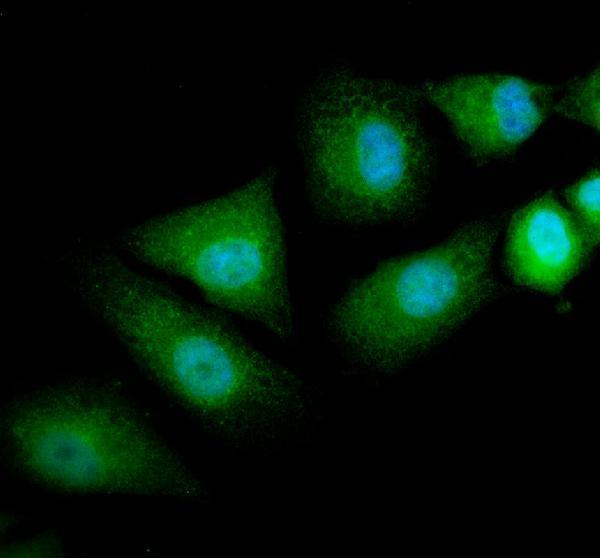 IF analysis of DTD1 using anti-DTD1 antibody (A07679-1)