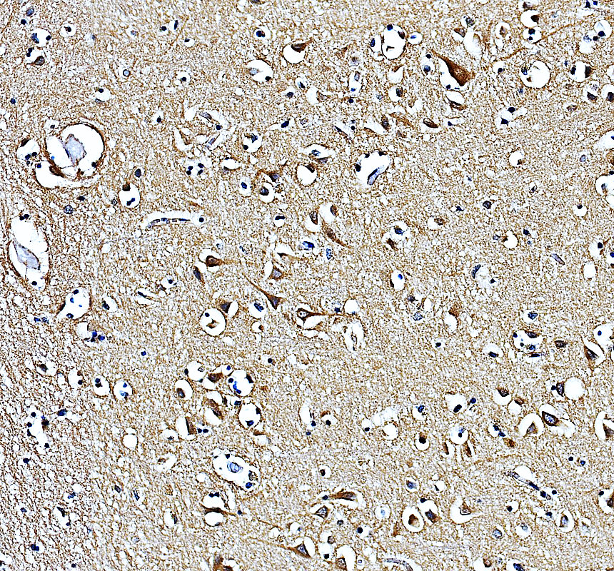 a07680 mrap2 primary antibodies ihc testing 1