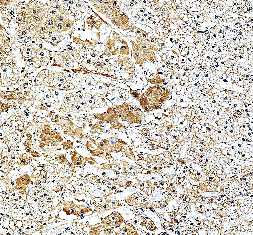 a07680 mrap2 primary antibodies ihc testing 2