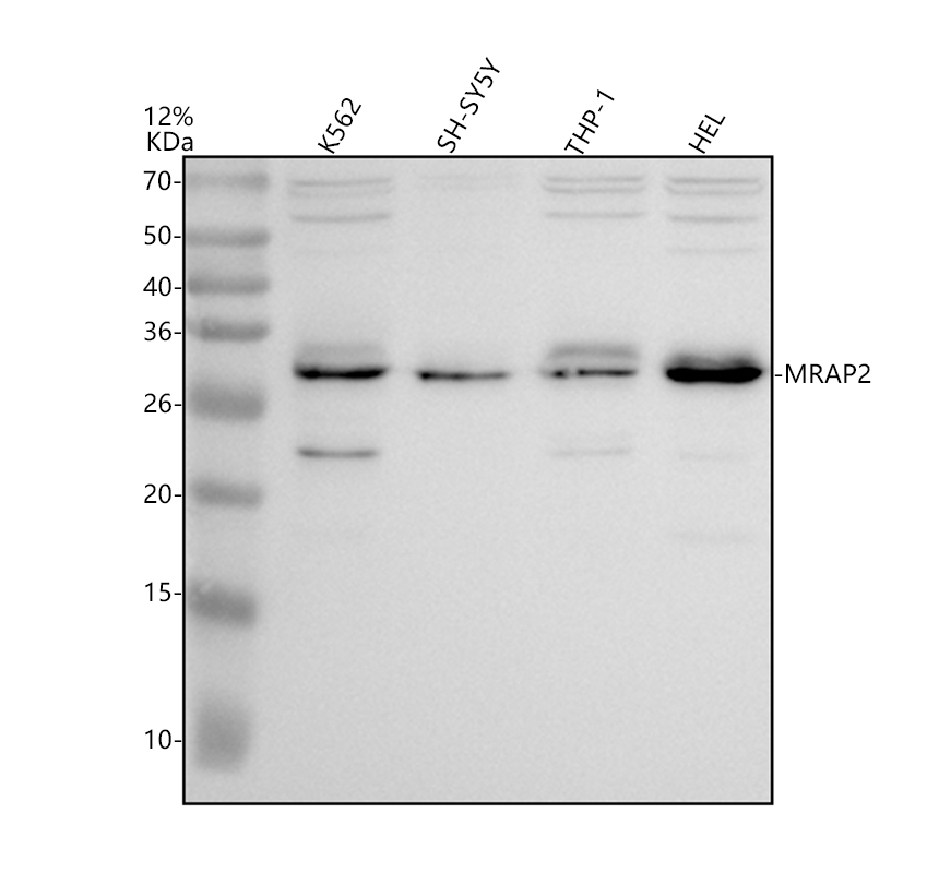 a07680 mrap2 primary antibodies wb testing 1