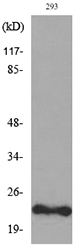 Western blot analysis of lysate from 293 cells, using FGF6 Antibody