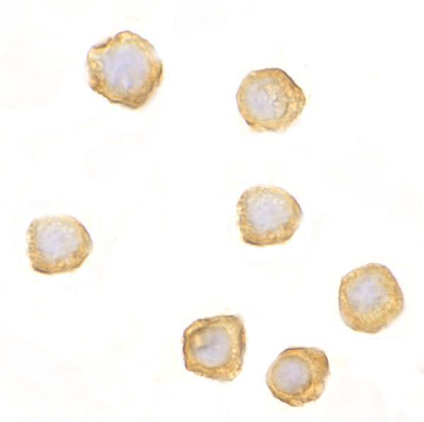 Immunocytochemistry of CARD10 in EL4 cells with CARD10 antibody at 10 μg/mL