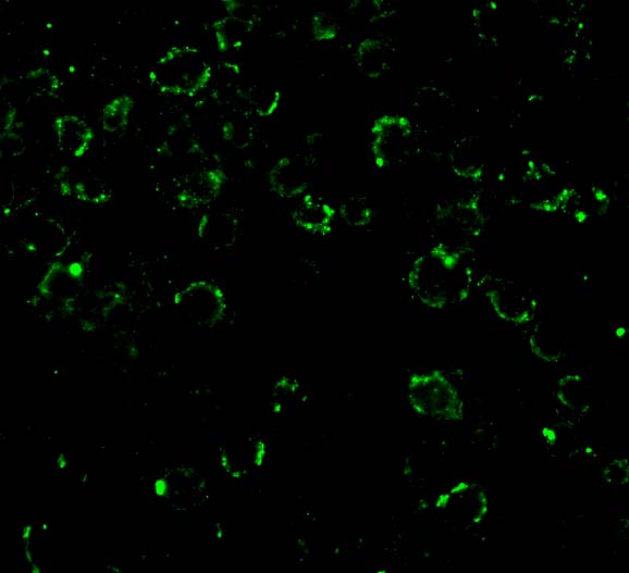 Immunofluorescence of CARD10 in EL4 cells with CARD10 antibody at 20 μg/mL