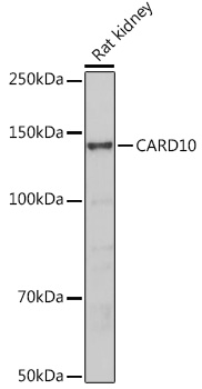 a07686 3 card10 primary antiboties wb testing 2