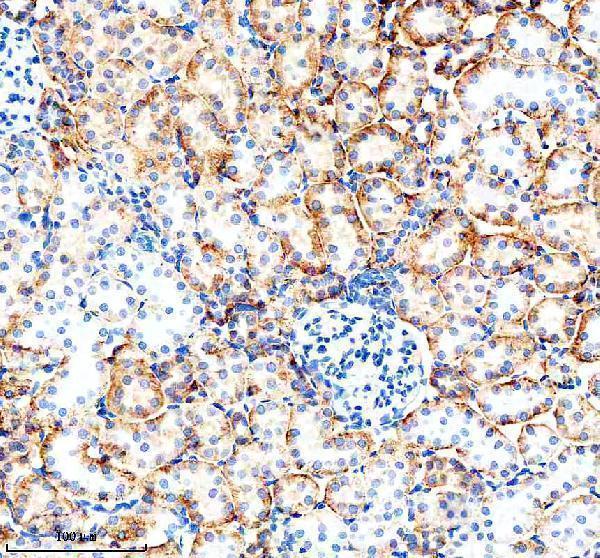 a07686 4 card10 primary antibodies ihc testing 4_1