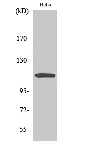 Western Blot (WB) analysis of specific cells using CARD 10 Polyclonal antibody