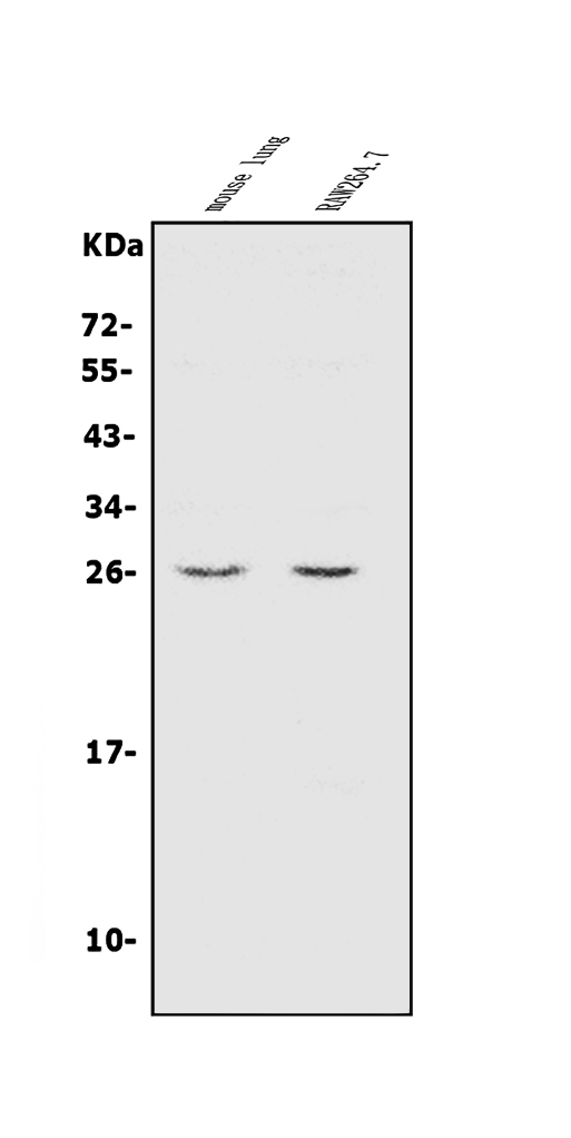a07687 1 cinp primary antibodies wb testing 1